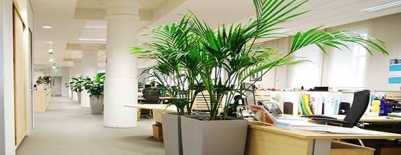 2025 年，通过种植特定绿植化解犯太岁的方法
